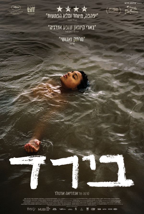 בירד poster